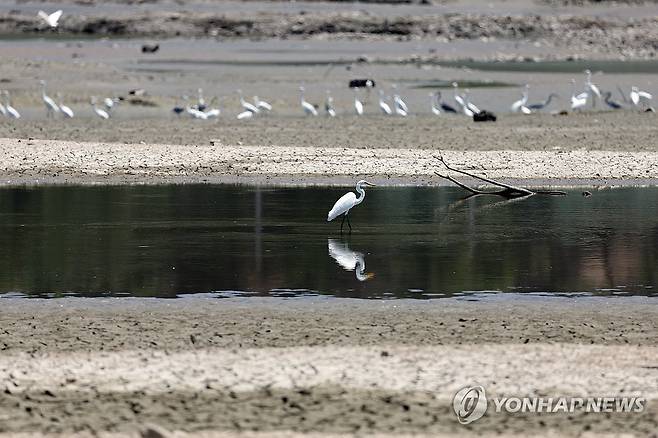 간신히 남은 물웅덩이 (경주=연합뉴스) 김현태 기자 = 2일 경북 경주시 안강읍 하곡저수지가 대부분 바닥이 드러난 채 메말라가고 있다. 농어촌정보 포털서비스에 따르면 인근 976㏊의 논밭에 물을 대는 하곡지의 이날 기준 저수량은 총저수량의 10%에도 못 미친다. 경주에는 최근 폭염이 이어지고 있으며 이날도 폭염 중대경보가 내려졌다. 2026.8.2 mtkht@yna.co.kr