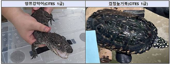 검찰이 수사 과정에서 압수한 국제적 멸종위기종. 사진 서울동부지검