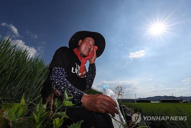 '가을걷이를 위해'…폭염 속 휴식 (대구=연합뉴스) 윤관식 기자 = 가을의 시작을 알리는 절기 입추를 하루 앞둔 6일 대구 달성군 옥포읍 한 논에서 농민이 뙤약볕 아래 잡초 제거작업을 한 후 휴식을 취하고 있다. 2026.8.6 psik@yna.co.kr