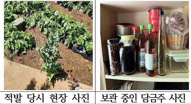 해경이 강원도 삼척시 가정집 텃밭에서 발견한 마약성 양귀비와 담금주. 해양경찰청