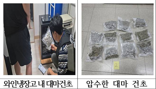 해경이 B씨가 재배한 대마를 압수하고 있다. 해양경찰청