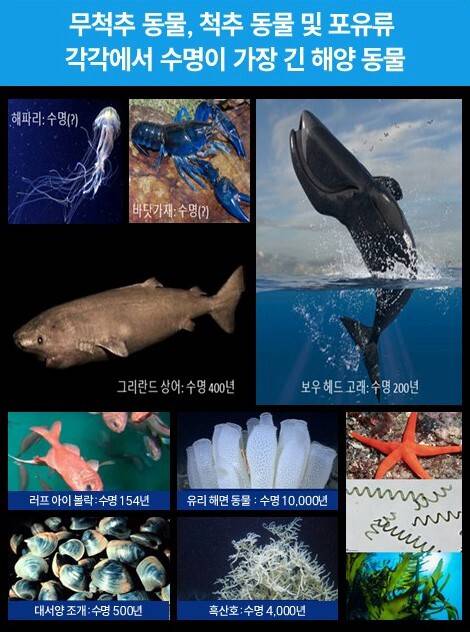 수명이 긴 해양 동물. 한국해양과학기술원