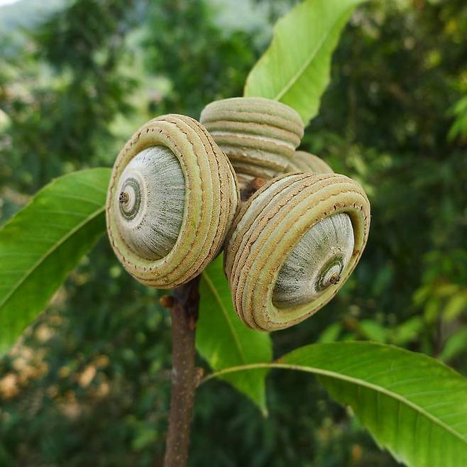 주로 아시아에서 자생하는 희귀 참나무의 도토리. IUCN 취약종으로 분류됨. (사진 EurekAlert ⓒ Min Deng)/뉴스펭귄