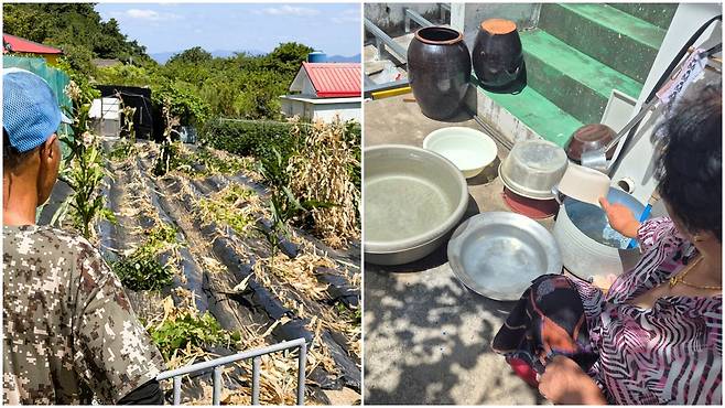 12일 오전 경남 통영시 산양읍 추도에서 한 주민이 가뭄에 말라 죽은 옥수수를 바라보고 있다(왼쪽). 같은 날 경남 밀양시 상남면 남산마을에서 주민 이영자(88)씨가 물을 받고 있다. 대야와 냄비, 장독까지 동원했다. 이 마을은 극심한 가뭄에 제한 급수를 하고 있다. /김동환·권태완 기자