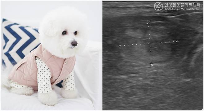 안양본동물의료센터는 최근 특별한 증상 없이 건강하게 지내던 11살 반려견의 간에서 초음파 검사(오른쪽)로 암을 발견하고 치료한 사례를 공개했다(사진 클립아트코리아(왼쪽), 병원 제공). ⓒ 뉴스1