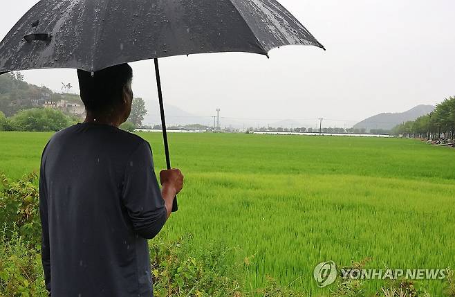 모처럼 단비가 반가운 농민 (밀양=연합뉴스) 이준영 기자 = 극심한 가뭄이 이어지는 16일 경남 밀양시 부북면 한 논에 모처럼 단비가 내리는 것을 농민이 지켜보고 있다. 2026.8.16 ljy@yna.co.kr