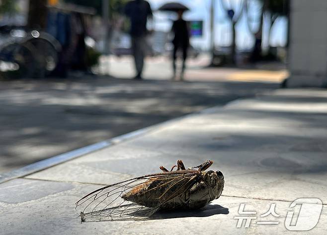 (사진은 기사 내용과 무관함) / 뉴스1 ⓒ News1