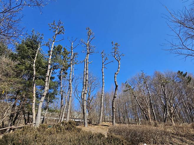 2월 인천대공원에서 나무들이 전정된 모습. 인천녹색연합 제공