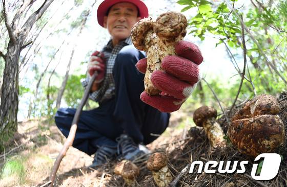 자연산 송이를 채취하는 모습. (경남 거창군 제공)
