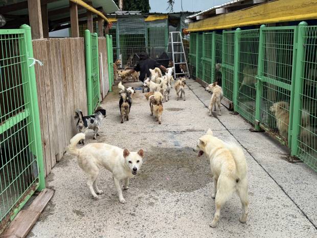 1일 오전 찾은 장흥군 안양면 장흥 동물보호센터. 현재 이곳에는 160마리 안팎의 유기동물들이 수용돼있는 가운데 별다른 구획 구분 없이 개들이 한데 뒤섞여 있다.