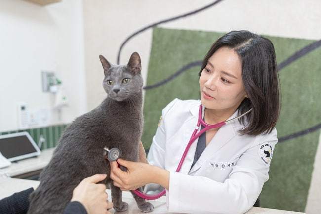 손지희 VIP고양이의료센터 원장(VIP동물의료센터 제공) ⓒ 뉴스1