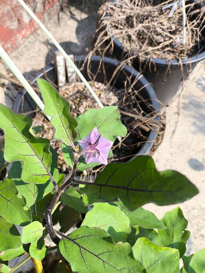 마당에 둔 몇 개의 화분 가운데 가지만 살아남았다. 더운 날씨에 화분의 작물들은 매일 물을 주지 않으면 금방 시들어 죽는다.