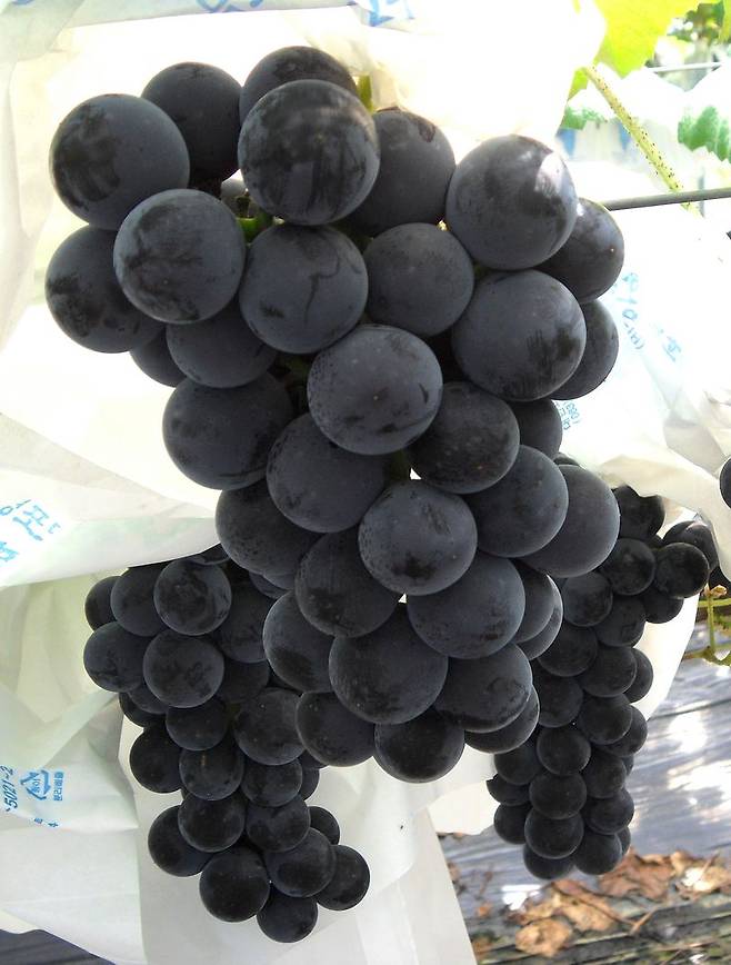 2년 연속 베트남에 수출되는 남원 '춘향애인 고랭지 캠벨포도'. 뉴시스