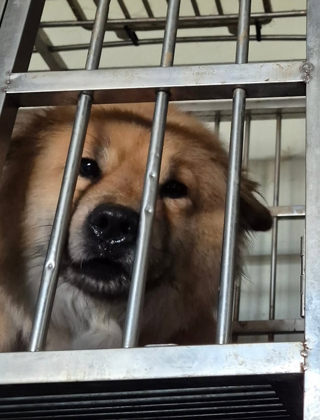 보호소에서 살던 시절 뚠뚠이 보호자 제공