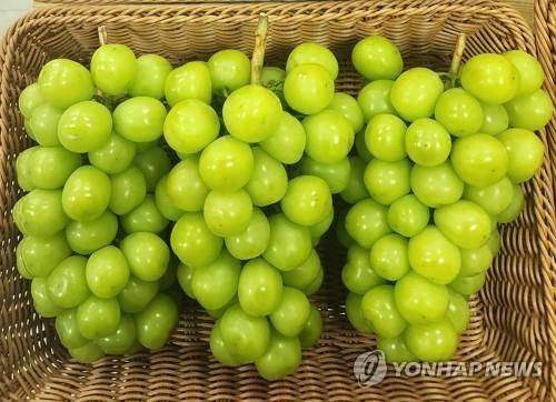 바구니에 담겨있는 샤인머스캣. 연합뉴스