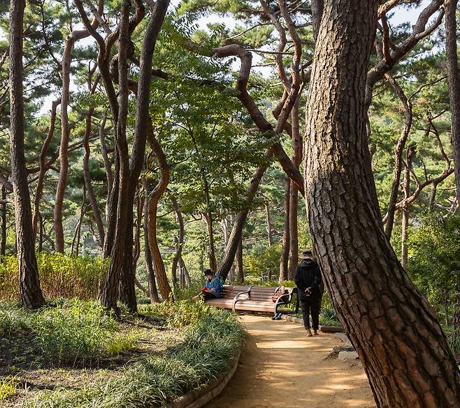 아차산 숲