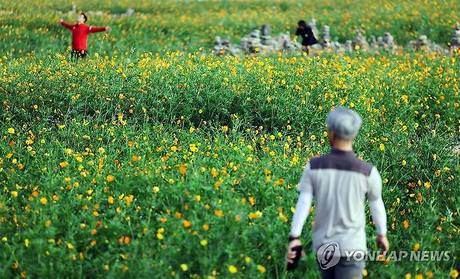 '다가온 가을' (경주=연합뉴스) 김현태 기자 = 가을이 깊어져 감을 알리는 절기상 백로(白露)를 하루 앞둔 6일 경북 경주시 분황사 인근에서 관광객들이 활짝 핀 황화 코스모스를 보며 가을 정취를 느끼고 있다. 2026.9.6 mtkht@yna.co.kr