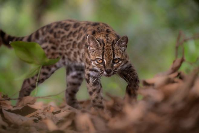 100여년 만에 볼리비아에서 새로운 고양잇과 동물 '레오파르두스 틸카요(Leopardus tilcayo)'가 발견됐다. Fernando Faciole/National Geographic/REUTERS/연합뉴스 제공