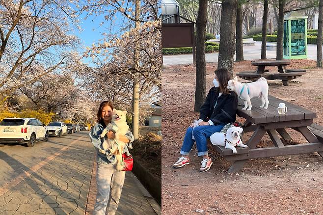 반려견들과 시간을 보내는 민기엄마의 모습. 오른쪽 사진 아래의 예담이는 먼저 세상을 떠나고 민기만 남았다. (본인 제공)