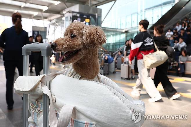 캐리어 오른 강아지 (서울=연합뉴스) 김성민 기자 = 추석을 앞둔 2일 서울역에서 한 반려견이 캐리어에 올라 있다. 2025.10.2 ksm7976@yna.co.kr