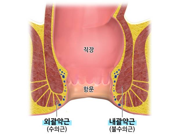 괄약근의 구조. /자료=국가건강정보포털