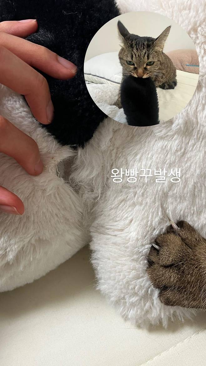 인형에 큰 구멍이 생겼습니다. 보호자 제공