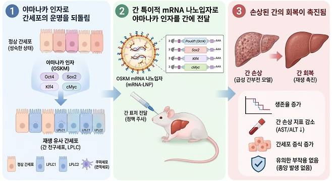 mRNA-LNP를 통한 성숙한 간세포의 일시적 재생 가능 상태 유도. 한국연구재단 제공