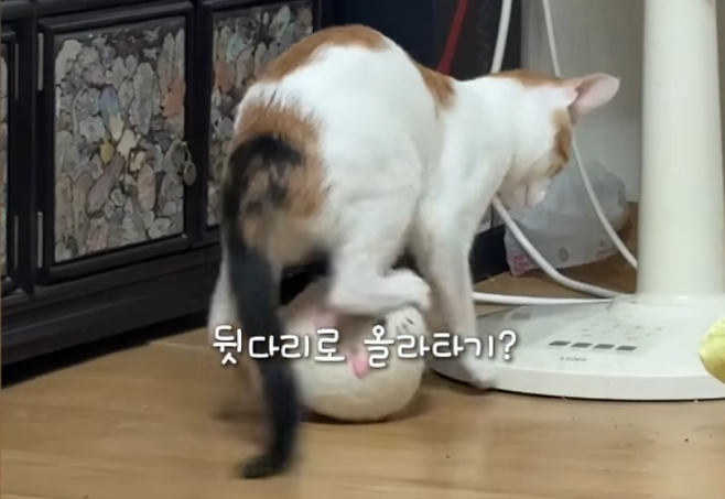 공 위에 올라타길 시도하는 빵꾸. 보호자 제공