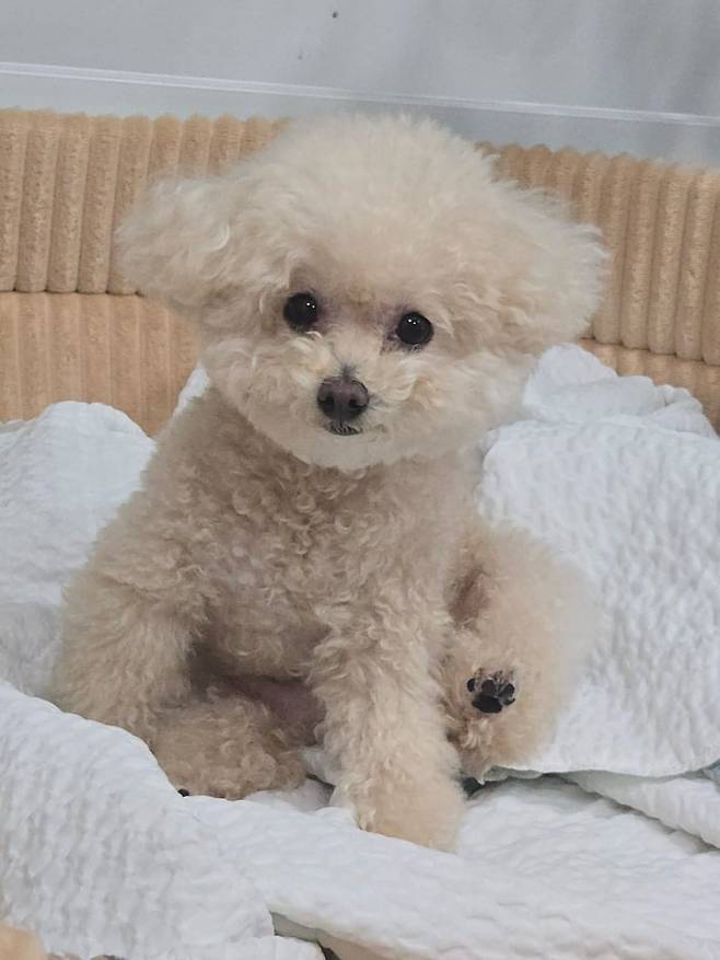견우주연상 후보 강아지 '꼬미'(인스타그램 kim_zzokkomi 제공) ⓒ 뉴스1