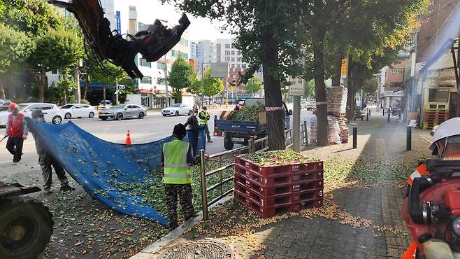 지난 3일 서울시에서 고용한 작업자들이 영등포구 거리에서 은행나무 열매 수거 작업을 하고 있다. 신형철 기자