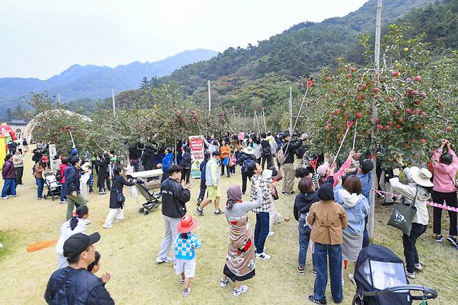 ▲ 제21회 문경사과축제장을 찾은 가족 관광객들이 사과따기 체험을 하며 수확의 즐거움을 만끽하고 있다.문경시 제공