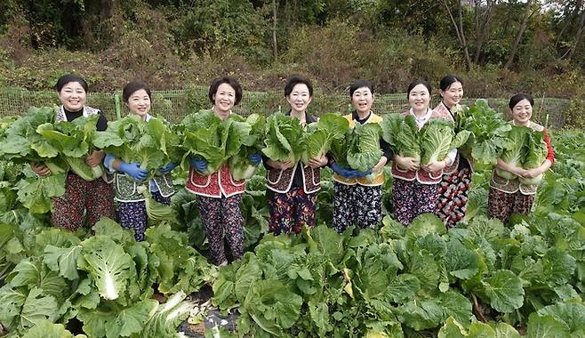 이하연 김치명인(왼쪽 네번째)과 제자들은 ‘유네스코 김장문화 등재기념 갈라쇼’에서 사용할 배추를 텃밭에서 직접 수확했다.
