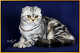 출처: Scottish Fold & Exotic cats cattery