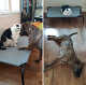 출처: https://www.boredpanda.com/funny-cats-stealing-dog-beds/?utm_source=search.naver&utm_medium=referral&utm_campaign=organic