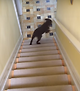 출처: https://wamiz.com/chiens/actu/la-drole-de-fa-on-d-un-chiot-de-descendre-les-escaliers-video-du-jour-3810.html