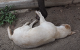 출처: https://wamiz.com/chiens/actu/un-elephanteau-essayant-de-reveiller-un-chien-profondement-endormi-video-du-jour-5278.html