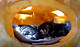 출처: https://wamiz.com/chats/actu/adorable-chatons-investissent-citrouille-preparer-halloween-video-jour-8890.html