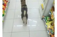 편의점 알바하는데 강아지 손님옴.jpg