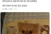 불면증에 시달리는 댕댕이.jpg