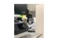 과장님한테 강아지 맡겼더니..