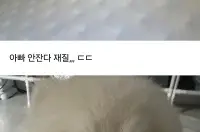 회사에 강아지 데려갔다가...jpg